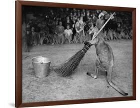 Jimmy Le Kangourou Du Zoo De Londres Faisant Le Menage-null-Framed Photo