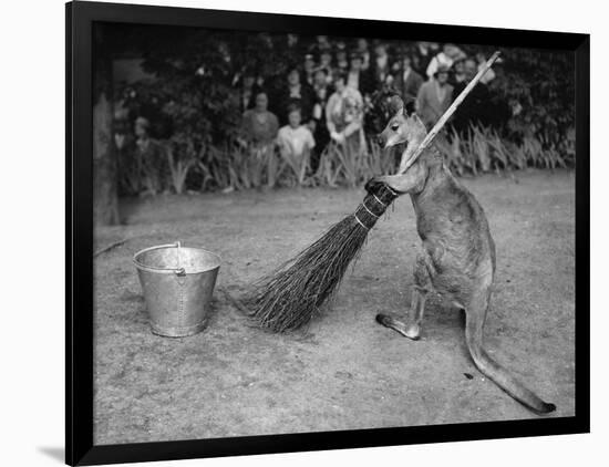 Jimmy Le Kangourou Du Zoo De Londres Faisant Le Menage-null-Framed Photo