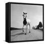 Jimmy the Horse Rollerskating Down Road in Front of Its Farm-Joe Scherschel-Framed Stretched Canvas