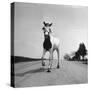 Jimmy the Horse Rollerskating Down Road in Front of Its Farm-Joe Scherschel-Stretched Canvas