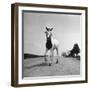 Jimmy the Horse Rollerskating Down Road in Front of Its Farm-Joe Scherschel-Framed Photographic Print