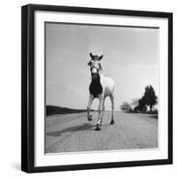 Jimmy the Horse Rollerskating Down Road in Front of Its Farm-Joe Scherschel-Framed Photographic Print