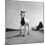 Jimmy the Horse Rollerskating Down Road in Front of Its Farm-Joe Scherschel-Mounted Photographic Print