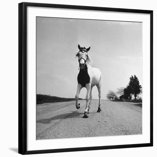 Jimmy the Horse Rollerskating Down Road in Front of Its Farm-Joe Scherschel-Framed Photographic Print