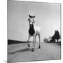 Jimmy the Horse Rollerskating Down Road in Front of Its Farm-Joe Scherschel-Mounted Photographic Print