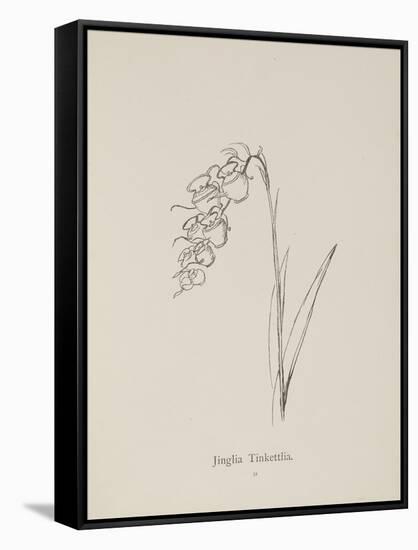 Jinglia Tinkettlia. Illustrations From Nonsense Botany, and Nonsense Alphabets by Edward Lear-Edward Lear-Framed Stretched Canvas