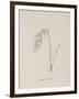 Jinglia Tinkettlia. Illustrations From Nonsense Botany, and Nonsense Alphabets by Edward Lear-Edward Lear-Framed Giclee Print