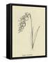 Jinglia Tinkettlia-Edward Lear-Framed Stretched Canvas