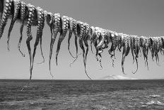 Drying Octopus Arms on Nisyros Island, Traditional Greek Seafood Prepared on a Grill, Greece-Jiri Vavricka-Framed Stretched Canvas