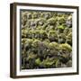 Jizo Figures at Shrine in Kyoto-Micha Pawlitzki-Framed Photographic Print