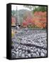 Jizo Stone Statues and Autumn Maple Leaves at Adashino Nenbutsu Dera Temple, Kyoto, Japan, Asia-Christian Kober-Framed Stretched Canvas