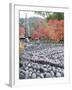 Jizo Stone Statues and Autumn Maple Leaves at Adashino Nenbutsu Dera Temple, Kyoto, Japan, Asia-Christian Kober-Framed Photographic Print