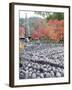 Jizo Stone Statues and Autumn Maple Leaves at Adashino Nenbutsu Dera Temple, Kyoto, Japan, Asia-Christian Kober-Framed Photographic Print