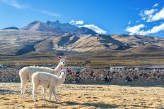 Llama with Uyuni Salt Flats-jkraft5-Photographic Print