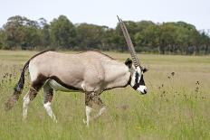 Gemsbok (Oryx) Walking through Grassland-JLindsay-Photographic Print