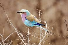 Lilac Breasted Roller in Thorn Tree-JLindsay-Framed Stretched Canvas