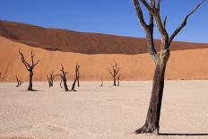 Dead Tree in the Dunes-jlombard-Photographic Print