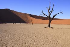 Dead Tree in the Dunes-jlombard-Photographic Print