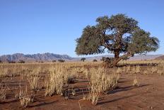 Dead Tree in the Dunes-jlombard-Photographic Print