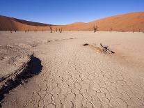 Tree at Deadvlei-jlombard-Photographic Print