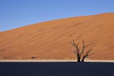 Dead Tree in the Dunes-jlombard-Photographic Print