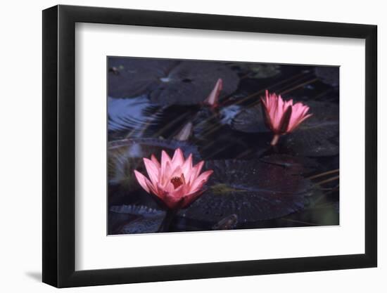 Jluly 1973: Victoria Amazonia (Regia) Flower in Botanical Garden in Rio De Janeiro, Brazil-Alfred Eisenstaedt-Framed Photographic Print