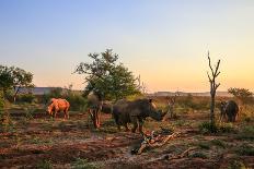 Rhino Herd Moving around at Sunset-JMx Images-Photographic Print