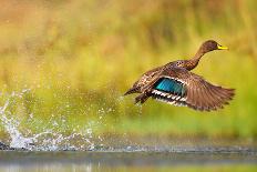 Yellow-Billed Duck Taking off from Water, South Africa-JMx Images-Photographic Print