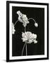 Gramercy Black