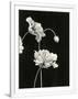 Gramercy White
