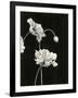 Gramercy Black