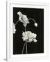 Gramercy White