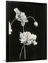 Gramercy Black