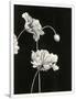 Gramercy White