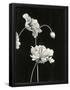 Essential Black