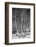 Jo’s Aspens-Barry Hart-Framed Giclee Print