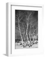 Jo’s Aspens-Barry Hart-Framed Giclee Print