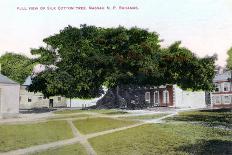 Silk Cotton Tree, Nassau, New Providence, Bahamas, C1900s-Jo Sands-Framed Stretched Canvas