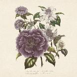 Camellia Reticulata-Jo Starkey-Giclee Print