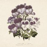 Pelargonium-Jo Starkey-Giclee Print