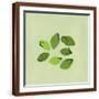 Brown Frame