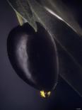 A Black Olive on a Toothpick, Olive Oil-Jo Van Den Berg-Framed Stretched Canvas