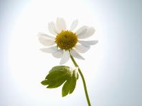 A Chamomile Flower-Jo Van Den Berg-Stretched Canvas