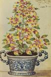 Sweet Cicily, Myrrhis Odorata, Above Baldmoney Plant; Meum Athamanticum. from 'Camerarius…-Joachim Camerarius-Giclee Print