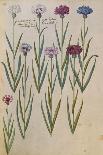 Cornflowers. from 'Camerarius Florilegium'-Joachim Camerarius-Giclee Print