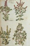 Snapdragons, Small Pink Dianthus and a Thyme. from 'Camerarius Florilegium'-Joachim Camerarius-Giclee Print
