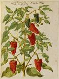 Pansies and Violas. from 'Camerarius Florilegium'-Joachim Camerarius-Giclee Print
