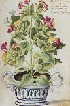 Snapdragons, Small Pink Dianthus and a Thyme. from 'Camerarius Florilegium'-Joachim Camerarius-Giclee Print