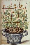 Nasturtium; Indian Cress Scrambling over a Trellis in a Blue and White Pot.  from 'Camerarius…-Joachim Camerarius-Giclee Print