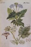 Chicory; Cichorium Intybus. from 'Camerarius Florilegium'-Joachim Camerarius-Giclee Print